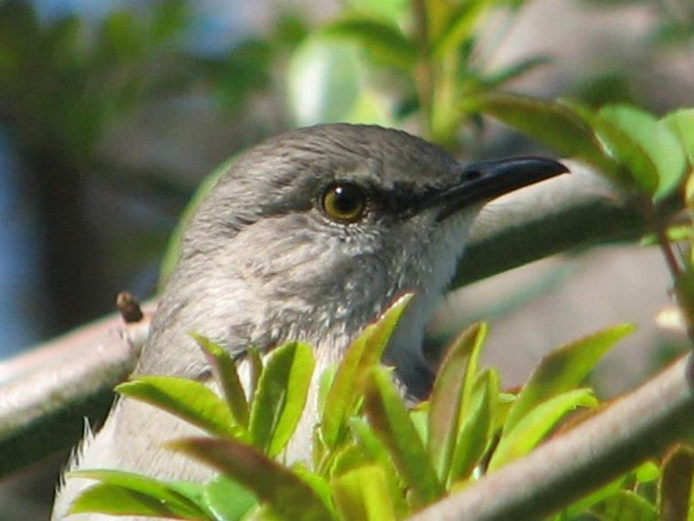 Bird in Tree